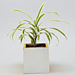 Song Of India Plant In Yellow & White Wooden Pot