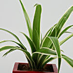 Spider Plant In Red & Golden Wooden Square Pot