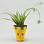 Spider Plant In Yellow Smiley Pot With Plate