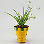Spider Plant In Yellow Smiley Pot With Plate