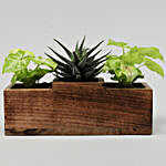 Syngonium Duo & Haworthia Plants In 3 In 1 planters