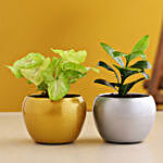 Syngonium & Ficus Compacta Plant Combo In Teak Pot