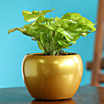 Syngonium Plant In Golden Teak Table Top Pot