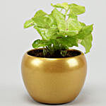 Syngonium Plant In Golden Teak Table Top Pot