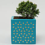 Table Kamini Plant In Teal Wooden Square Pot