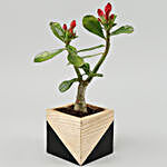 Adenium Desert Rose Plant In Black Wooden Pot