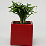Chamaedorea Plant In Red & Golden Wooden Pot