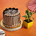 Chocolate Oreo Cake & White Pothos Plant Combo