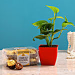 Money Plant Ferrero Rocher Combo