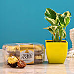 White Pothos Plant & Ferrero Rocher Combo