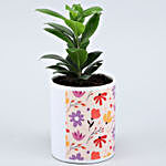 Ficus Compacta Plant In Lovely Floral Print Planter