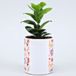 Ficus Compacta Plant In Lovely Floral Print Planter