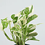 White Pothos Plant In Beautiful Printed Planter