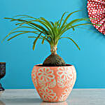 Airpurifying Nolina Palm Plant In Pink Ceramic Pot