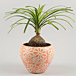 Airpurifying Nolina Palm Plant In Pink Ceramic Pot