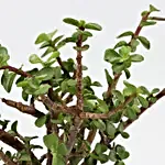 Jade Plant In Pyari Maa Square Glass Vase