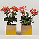 Kalanchoe Plant Duo In Yellow & Natural Wood Planters