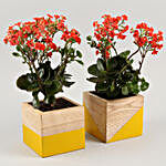 Kalanchoe Plant Duo In Yellow & Natural Wood Planters