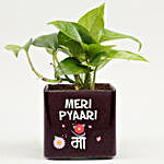 Money Plant In Pyari Ma Square Glass Vase