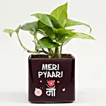 Money Plant In Pyari Ma Square Glass Vase