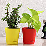 Money Plant & Jade Plant Combo In Self Watering Pots