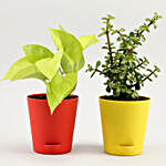 Money Plant & Jade Plant Combo In Self Watering Pots