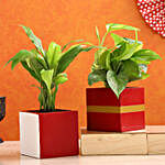 Peace Lily & Money Plant Combo In Mango Wood Pots