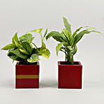 Peace Lily & Money Plant Combo In Mango Wood Pots