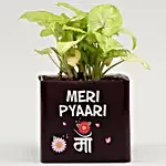 Syngonium Plant In Pyari Maa Square Glass Vase