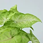 Syngonium Plant In Pyari Maa Square Glass Vase