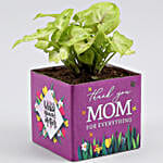 Syngonium Plant In Thank You Mom Square Glass Vase