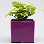 Syngonium Plant In Thank You Mom Square Glass Vase