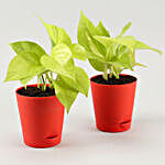 Golden Money Plant Duo In Red Self Watering Pots With Plates