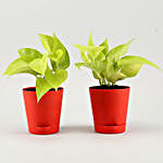 Golden Money Plant Duo In Red Self Watering Pots With Plates
