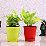 Money Plant Syngonium Plant Combo In Self Watering Pots