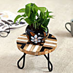 Money Plant In Beautiful Metal Planter With Checkered Stand