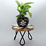 Money Plant In Beautiful Metal Planter With Checkered Stand