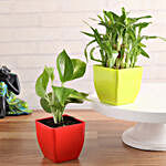 Two Layer Lucky Bamboo And Money Plant Set