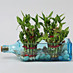 Double Lucky Bamboo In Bombay Sapphire Bottle Planter
