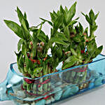 Double Lucky Bamboo In Bombay Sapphire Bottle Planter