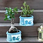 Ficus Ginseng Bonsai Jade Plant Combo