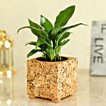Peace Lily In Square Shaped Planter