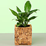 Peace Lily In Square Shaped Planter