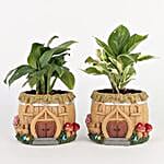 peace lily n white pothos set of 2