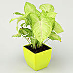 Syngonium Plant Butterscotch Cake Combo