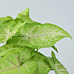Syngonium Plant Butterscotch Cake Combo