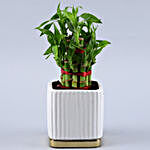 2 Layer Bamboo Plant In White Gold Plate Pot
