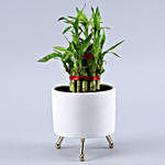 2 Layer Bamboo Plant In White Green Reindeer Pot