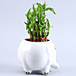 2 Layer Bamboo Plant In Elephant Ceramic Pot