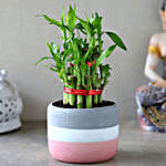 2 Layer Bamboo Plant In Grey Pink Ceramic Pot